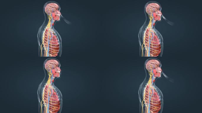 人体疾病动画 呼吸系统 肺功能 肺活量
