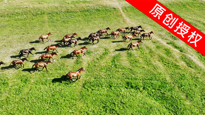 航拍草原上的马群慢动作4K
