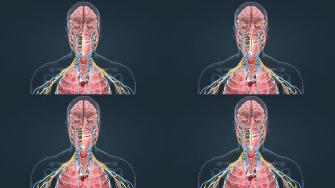 呼吸系统 肺呼吸 肺功能 医学三维动画