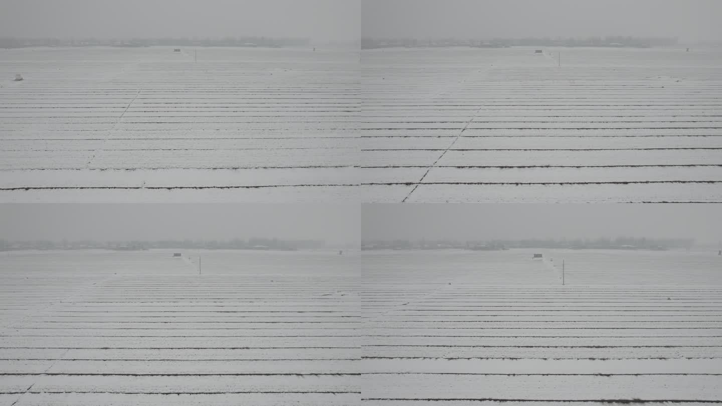 冬季大雪覆盖的麦田丨Dlog