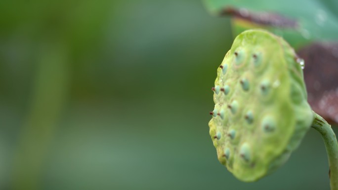 江南秋天荷塘莲蓬莲子露水水珠立秋白露节气