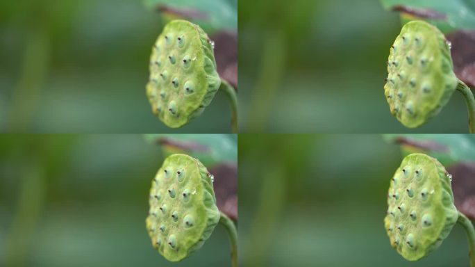 江南秋天荷塘莲蓬莲子露水水珠立秋白露节气