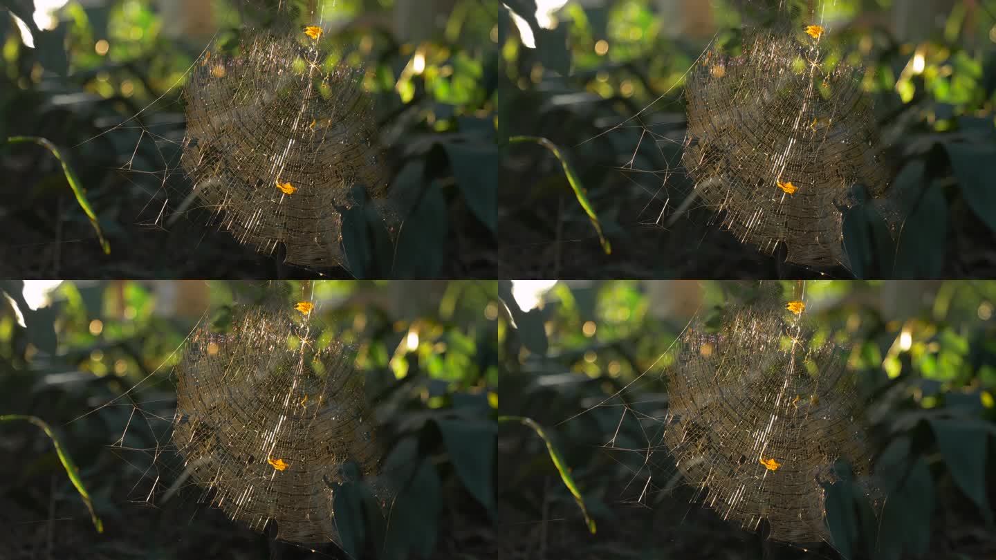 4K实拍低角度拍摄黄昏逆光下的蜘蛛网