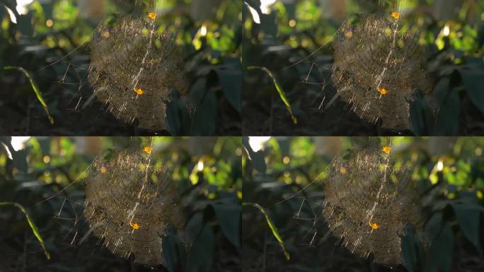4K实拍低角度拍摄黄昏逆光下的蜘蛛网