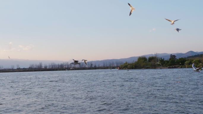 西昌邛海边飞翔的红嘴海鸥慢镜头