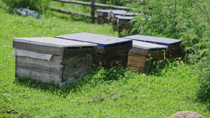 养蜂场的蜜蜂箱4K