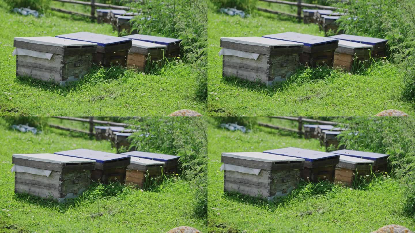 养蜂场的蜜蜂箱4K