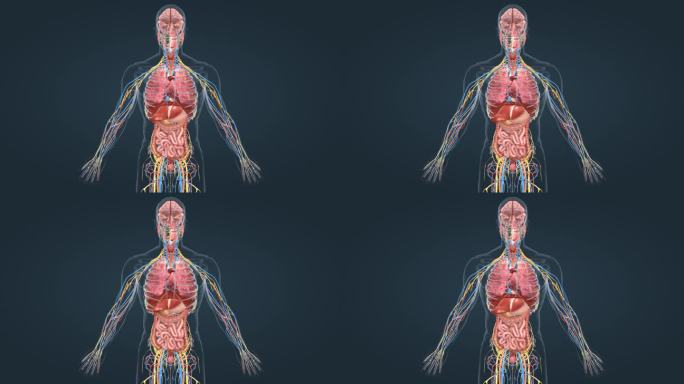 三维 人体器官 肺脏 呼吸过程 呼吸动画
