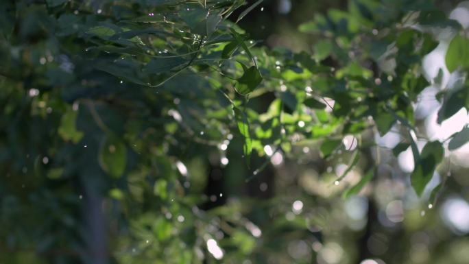 原创4K实拍太阳雨中随风飘动的枝叶