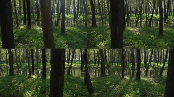 4k森林涨水大雨过后积水