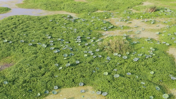 水生植物