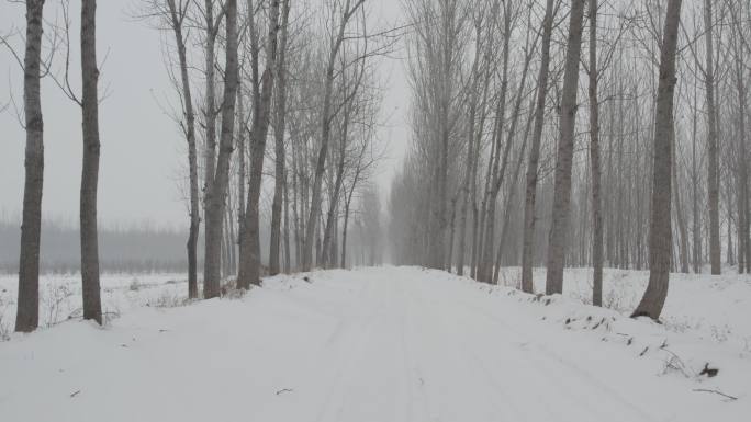 冬季枯树林间雪地丨Dlog灰片
