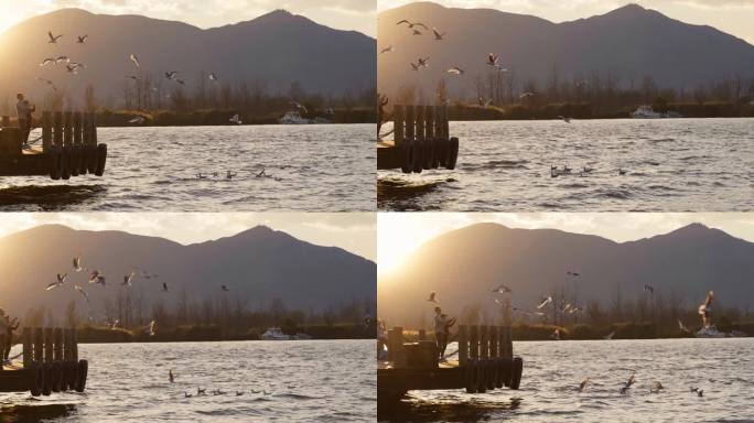 夕阳下游客邛海边喂海鸥飞翔慢镜头