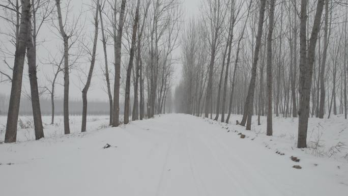 冬季枯树林间雪地丨Dlog灰片