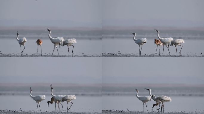 鄱阳湖冬季白鹤鸣叫视频