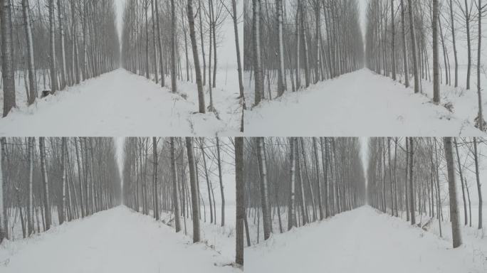 冬季枯树雪地荒凉丨Dlog灰片