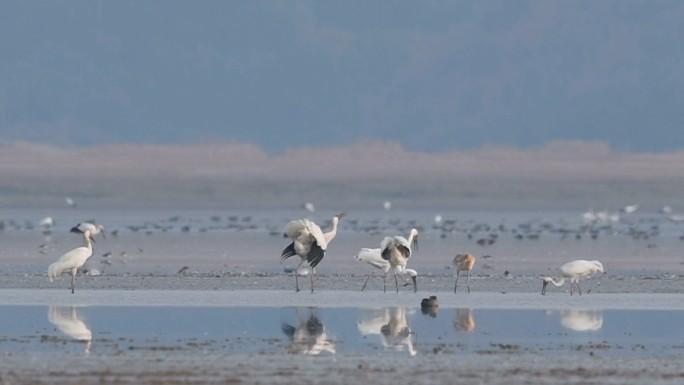 鄱阳湖候鸟视频，白鹤鸣叫