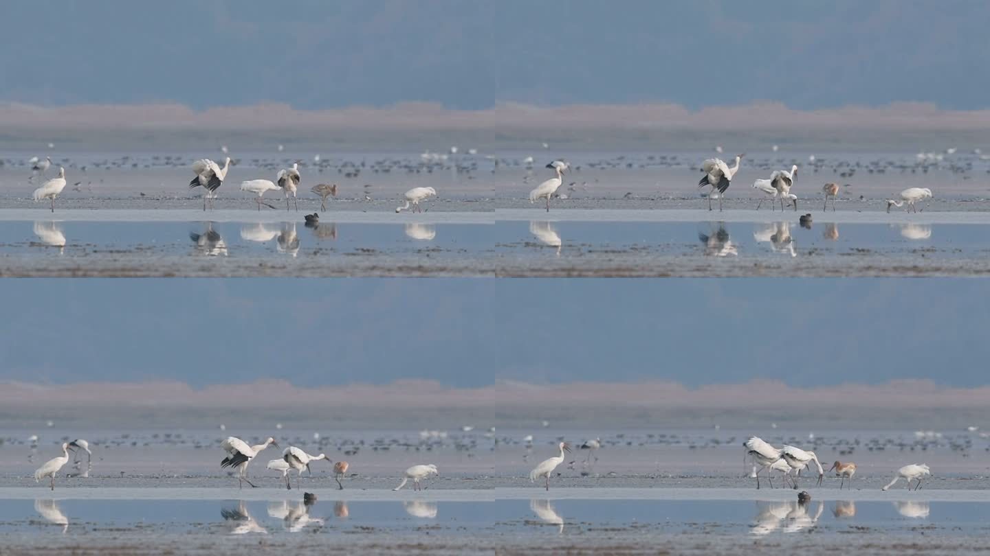 鄱阳湖候鸟视频，白鹤鸣叫