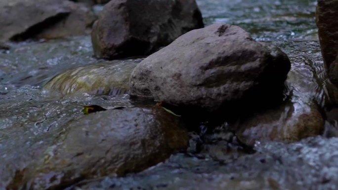 山涧溪流升格视频