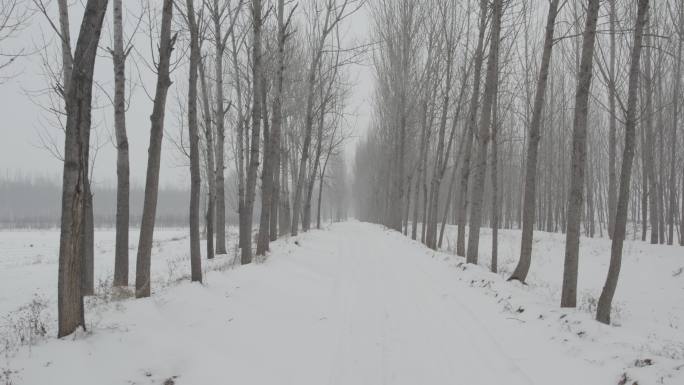 冬季枯树雪地荒凉丨Dlog灰片