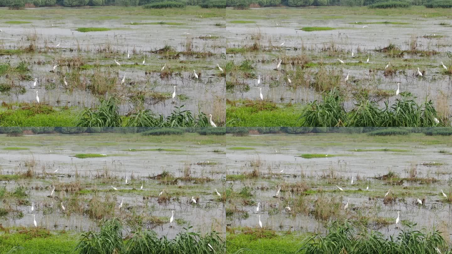 洪泽湖湿地白鹭