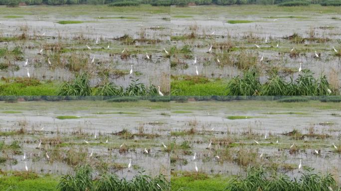 洪泽湖湿地白鹭