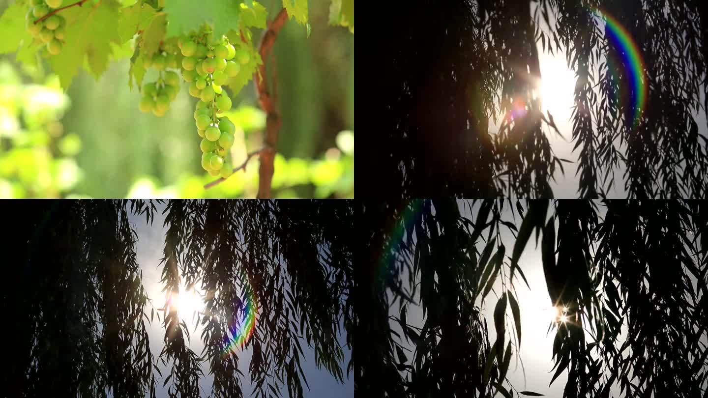 树叶阳光直射下镜头