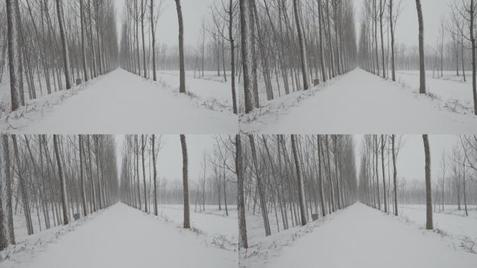 乡间小路雪景丨Dlog灰片