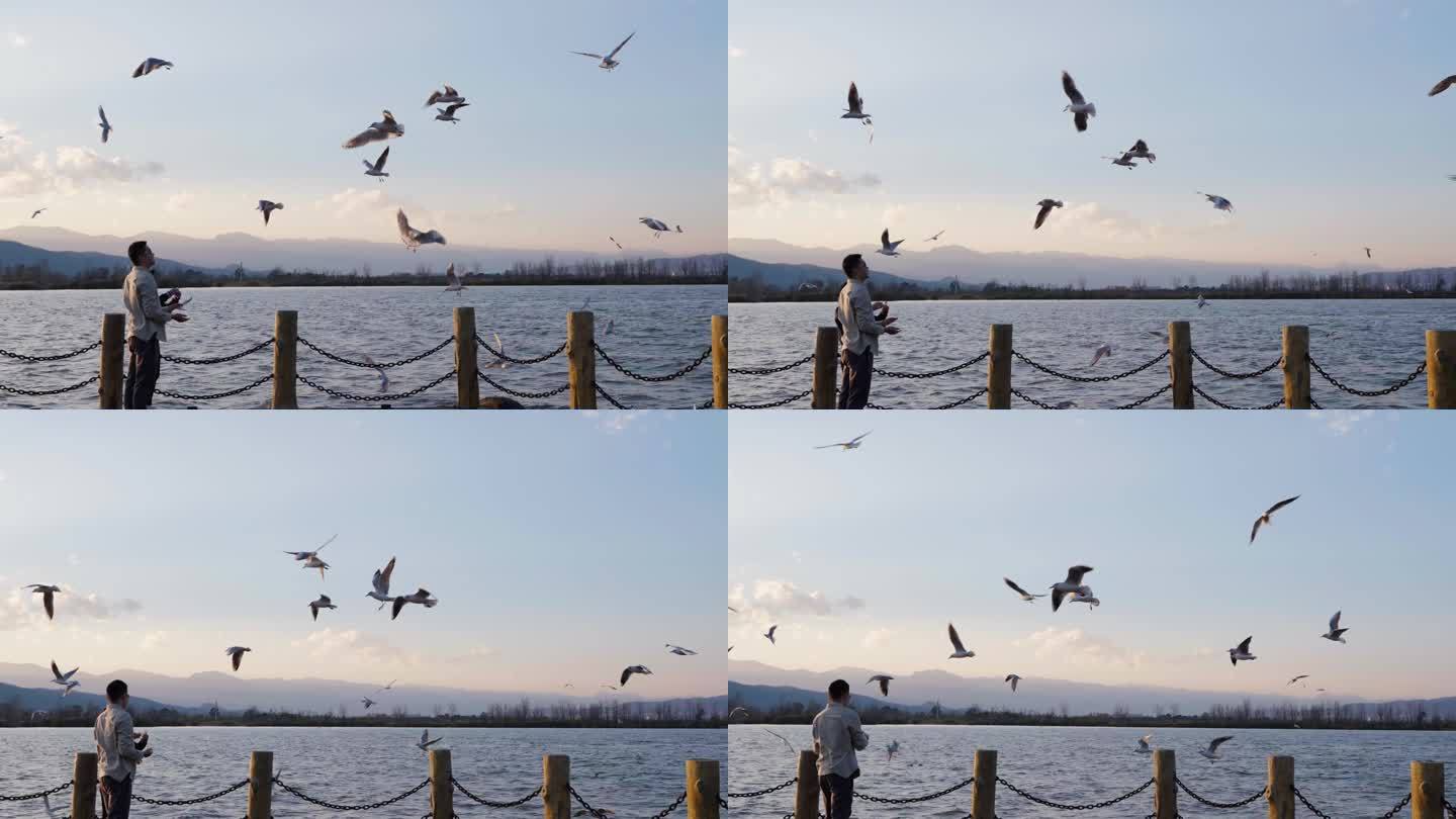 游客西昌邛海边喂食海鸥候鸟空中飞翔慢镜头