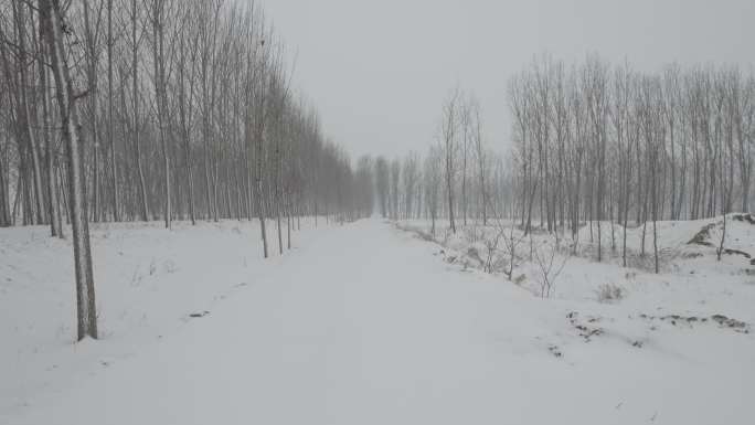 冬季荒凉雪地枯树丨Dlog灰片