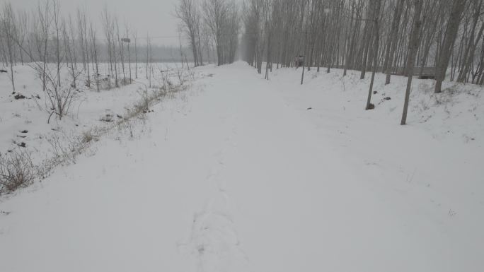 冬季荒凉雪地枯树丨Dlog灰片