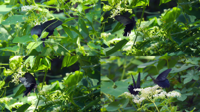 草丛中的黑蝴蝶昆虫蝴蝶飞舞春季夏季绿色