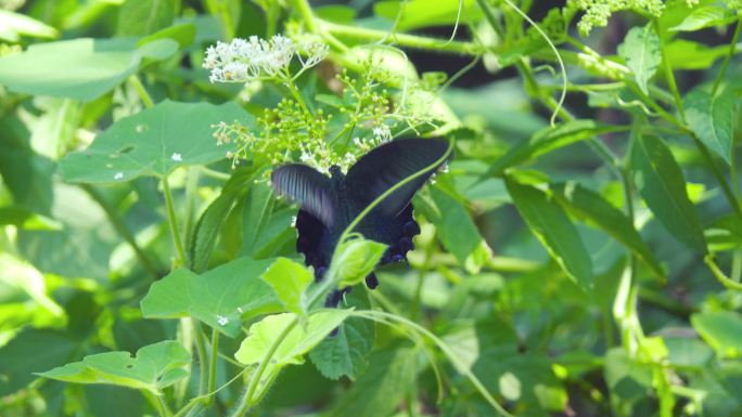 草丛中的黑蝴蝶昆虫蝴蝶飞舞春季夏季绿色