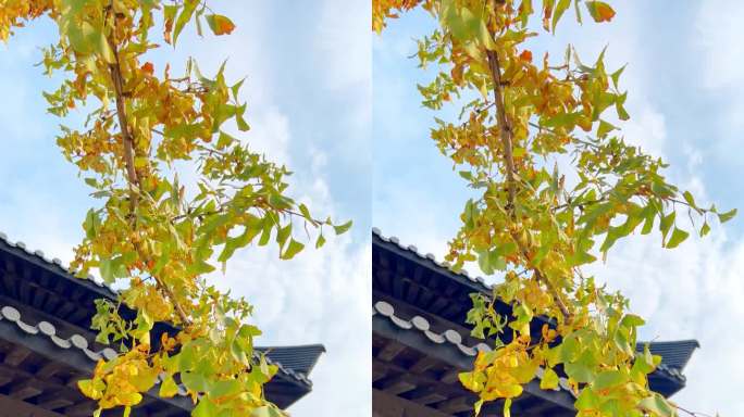 秋天的诗意金黄色银杏叶抖音竖屏视频素材