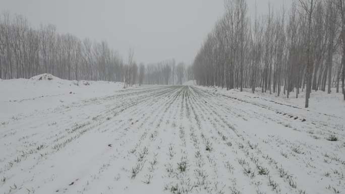 冬季荒凉雪地枯树丨Dlog灰片