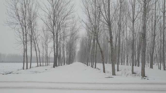 冬季荒凉雪地枯树丨Dlog灰片
