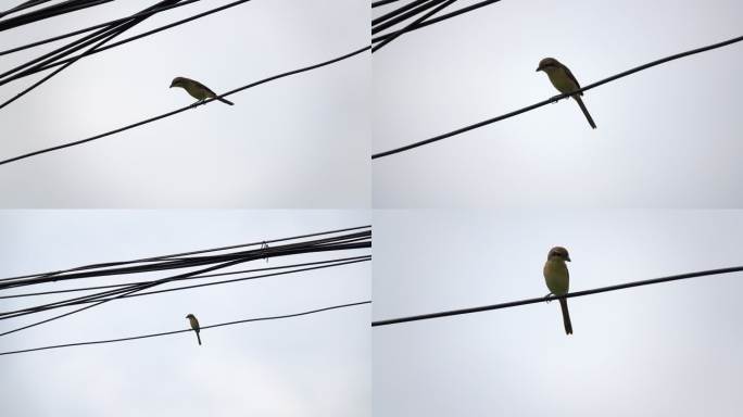 停在电线上的一只鸟
