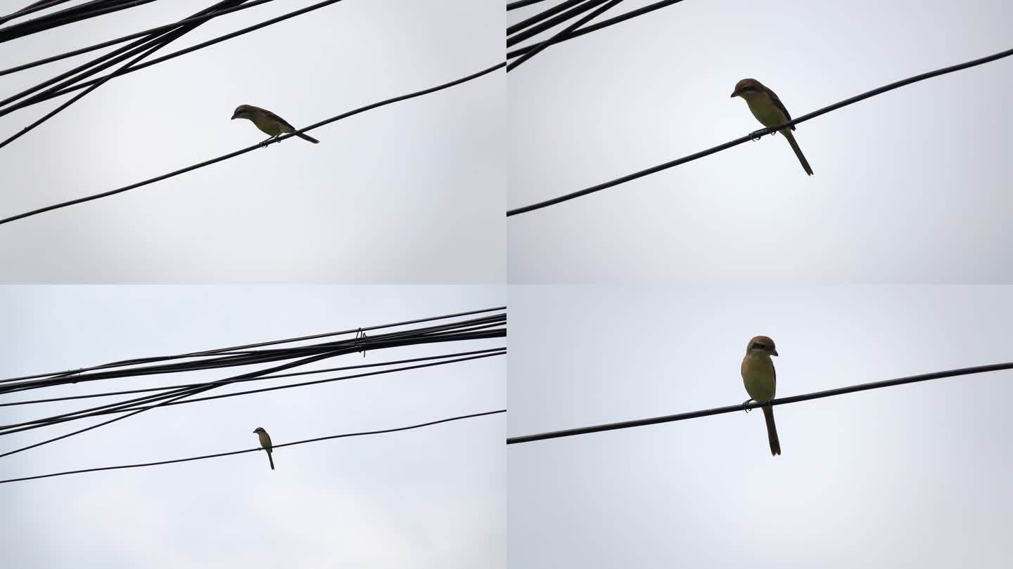 停在电线上的一只鸟