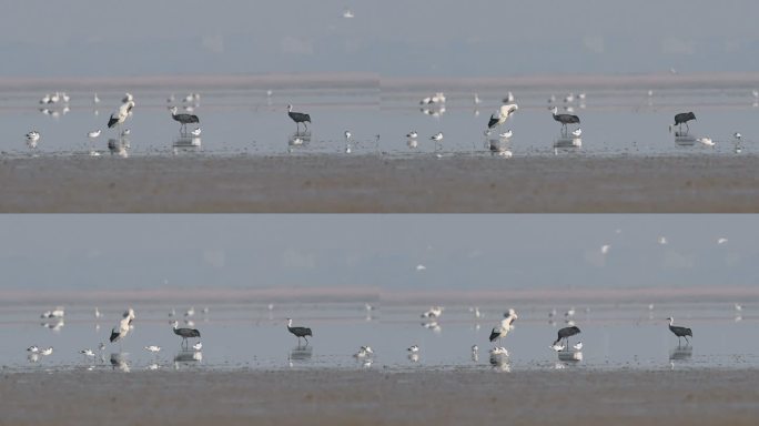 鄱阳湖白头鹤视频