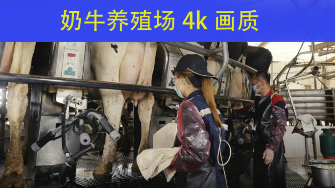 4k工人给奶牛挤奶挤奶工