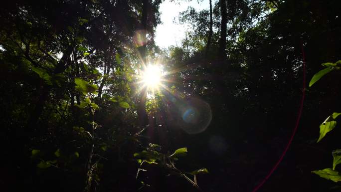 森林 阳光