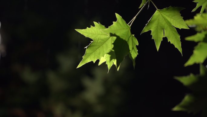 秋夜秋雨秋风雨夜下雨雨水梧桐树叶路灯伤心