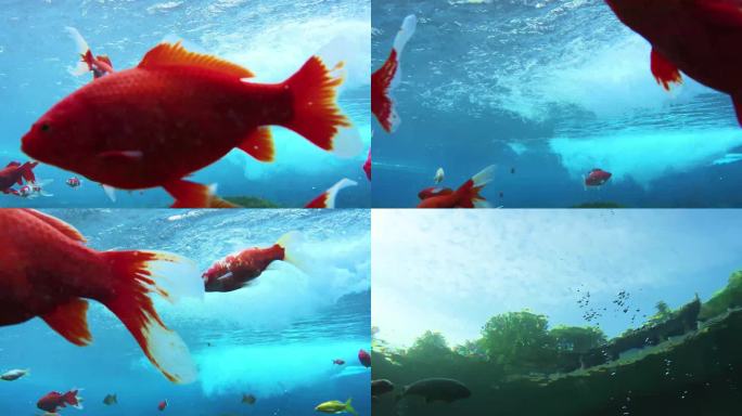 水下拍摄 鱼 水泡 泉水中游泳的鱼
