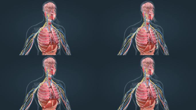 3D人体 医学动画 器官动画 呼吸系统
