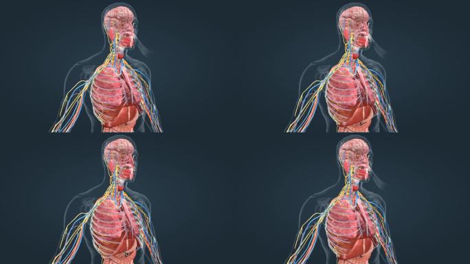 医学人体 呼吸系统 肺脏 功能 肺活量