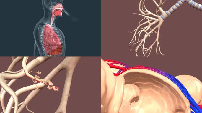 三维医学人体呼吸系统人体呼吸过程三维动画