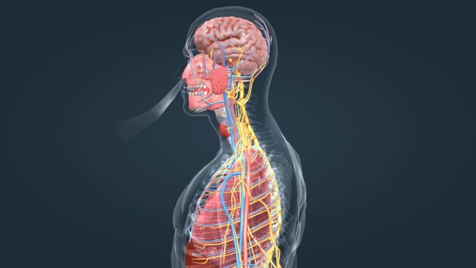 人体 器官 医学 动画 肺活量 肺功能