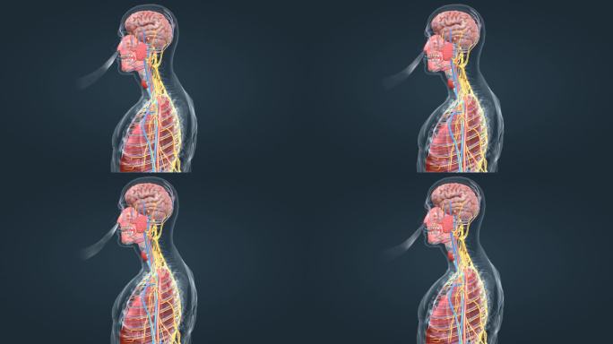 人体 器官 医学 动画 肺活量 肺功能
