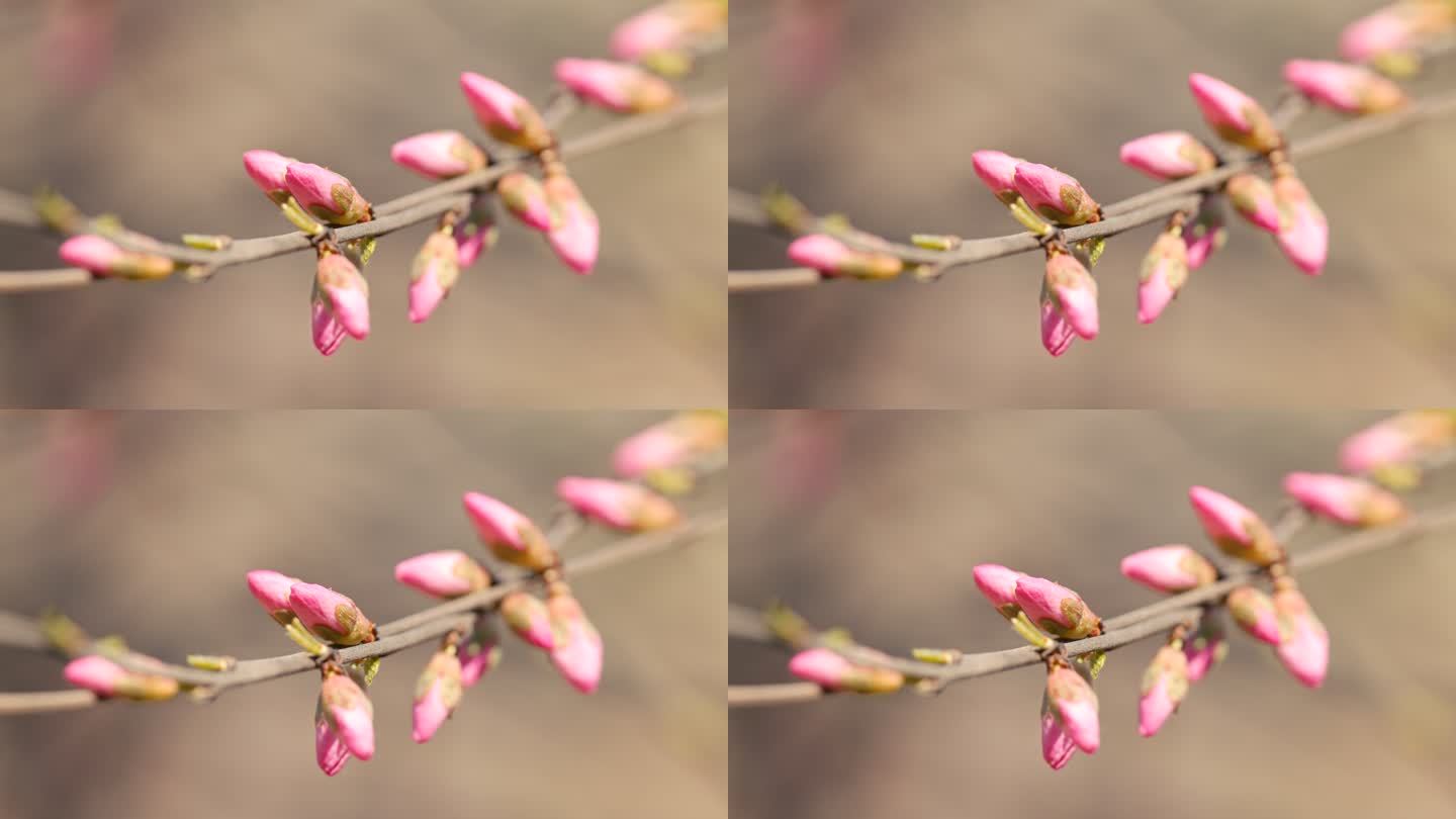 桃花 春天 美丽中国