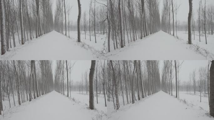 冬季树林雪景丨Dlog灰片